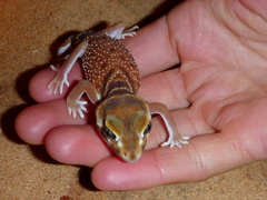 Nephrurus levis occidentalis