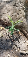 Magnoliopsida