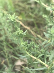 Artemisia dracunculus dracunculus