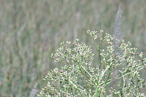 Image of Eryngium pandanifolium by (c) Pablo G. Fernández, some rights reserved (CC BY)