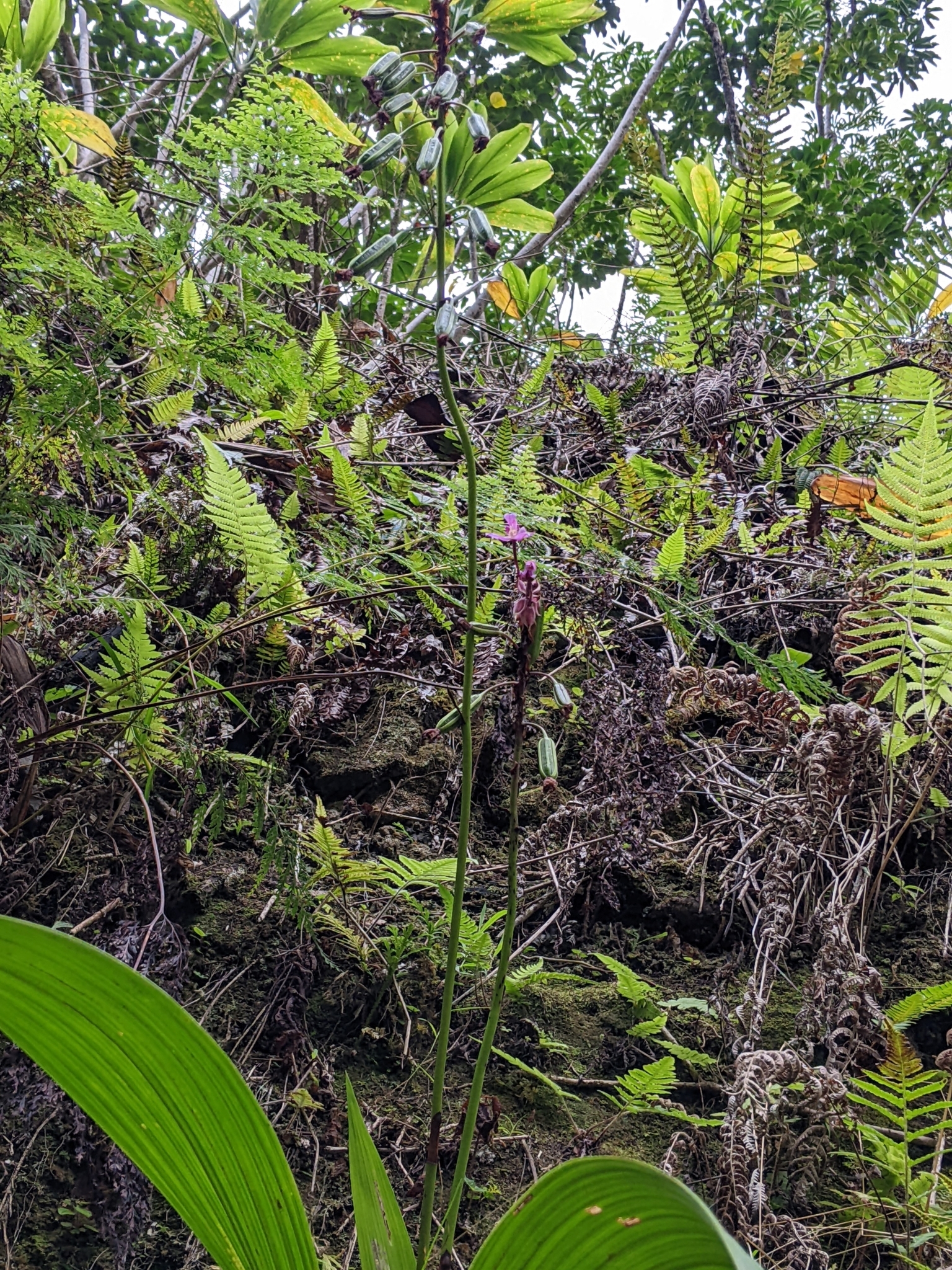 Imagem de Orquídea grapete