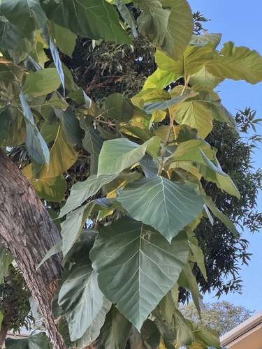 Foto de Teca