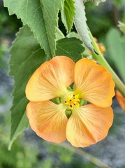 Abutilon fruticosum