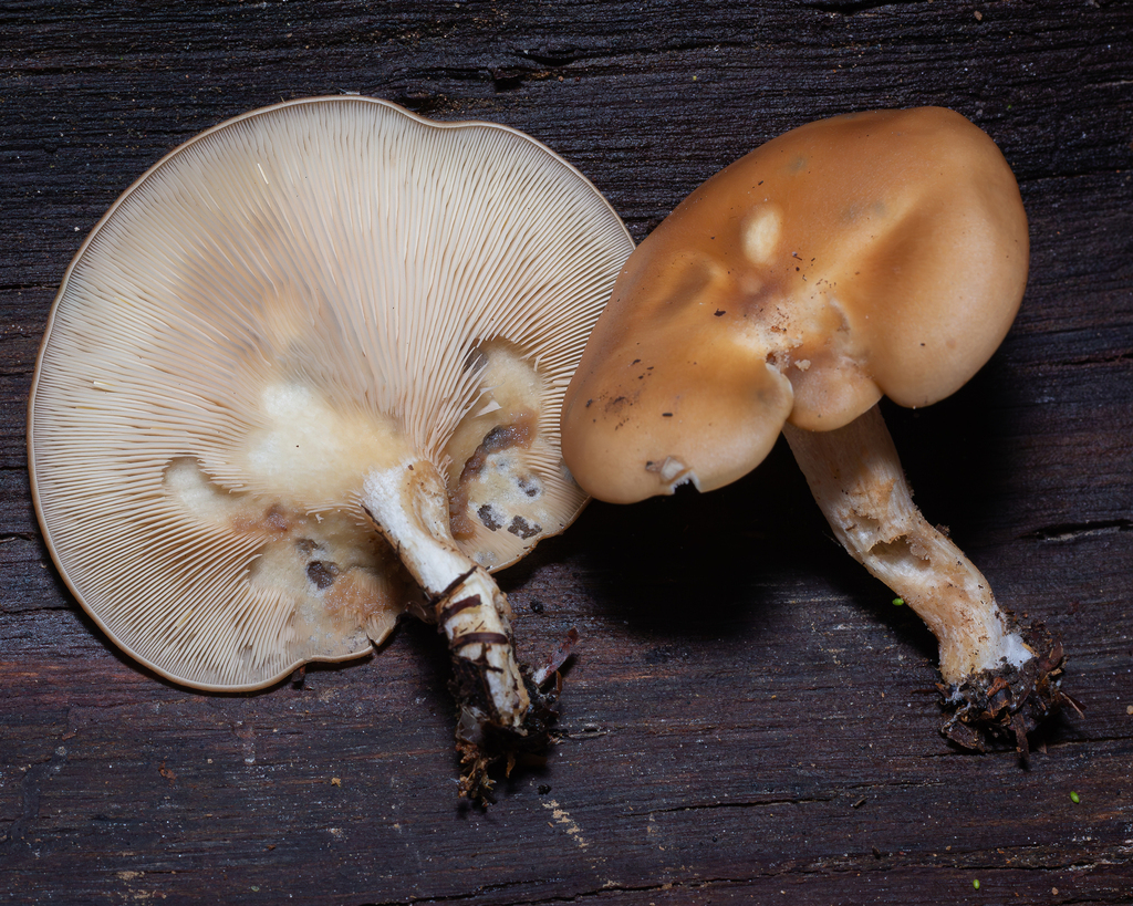 Lepista subisabellina · January 2025 · photo: © deniszabin (iNaturalist, cc-by)