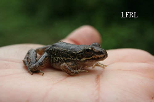 Sant Isabel Frog, Lithobates psilonota