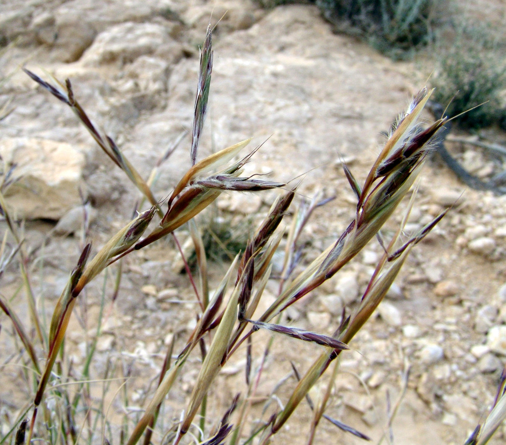 Cymbopogon commutatus