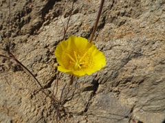 Calochortus weedii weedii