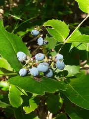 Berberis repens