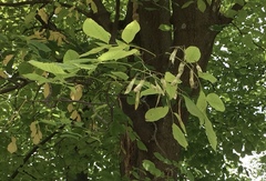 Cladrastis kentukea
