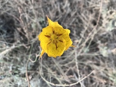 Calochortus weedii weedii