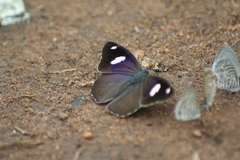 Diaethria bacchis