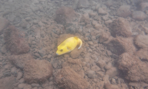 Photo of Guinea fowl puffer (Arothron meleagris)