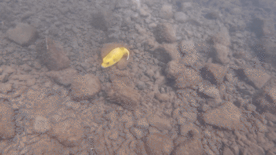Photo of Guinea fowl puffer (Arothron meleagris)