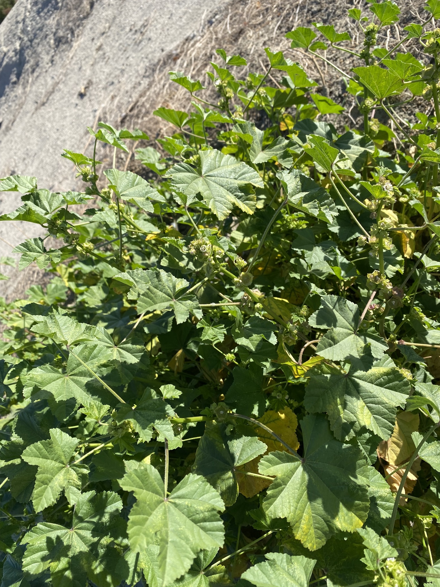 Imagem de Malva-branca