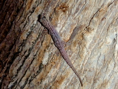 Gehyra variegata