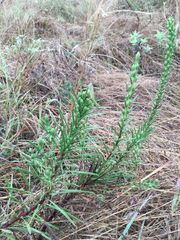 Liatris punctata mucronata
