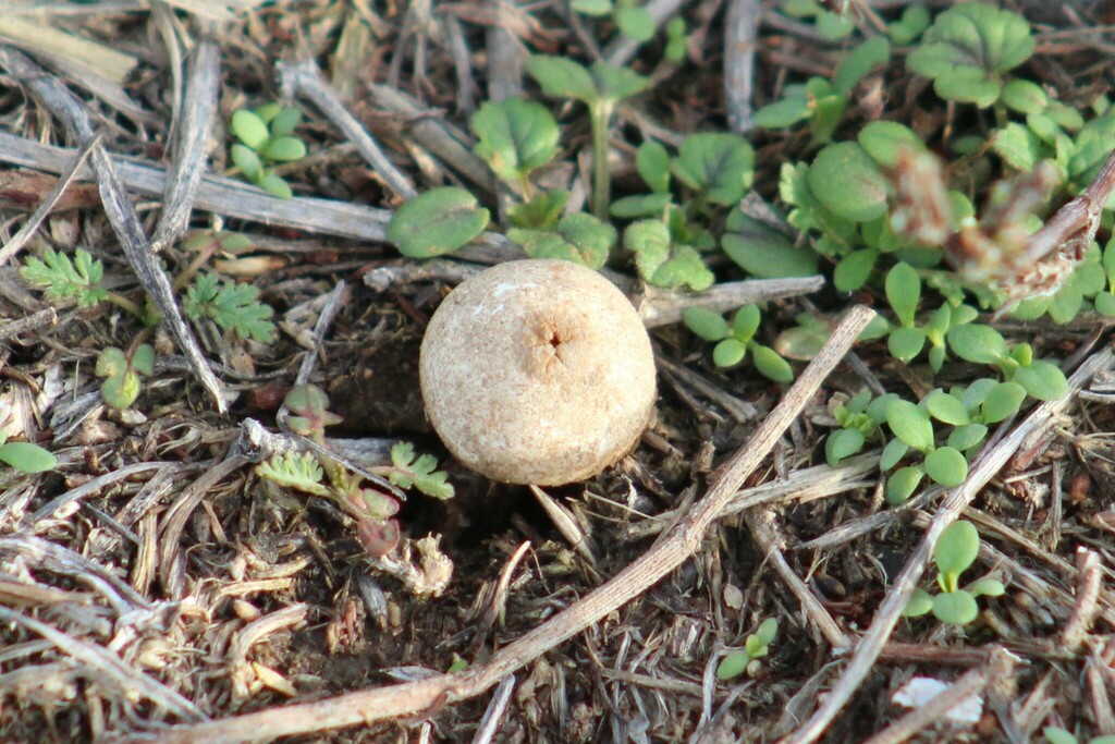 Disciseda Disciseda from Caldwell, ID, USA on January 5, 2025 by kriscatli ...