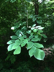 Cladrastis kentukea
