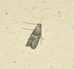 Phycitinae