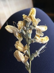 Thermopsis montana