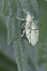 Phyllobius maculicornis