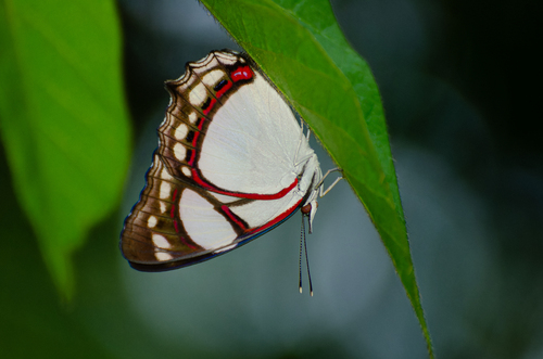 Mariposa estandarte blanco de bandas rojas (Pyrrhogyra neaerea)