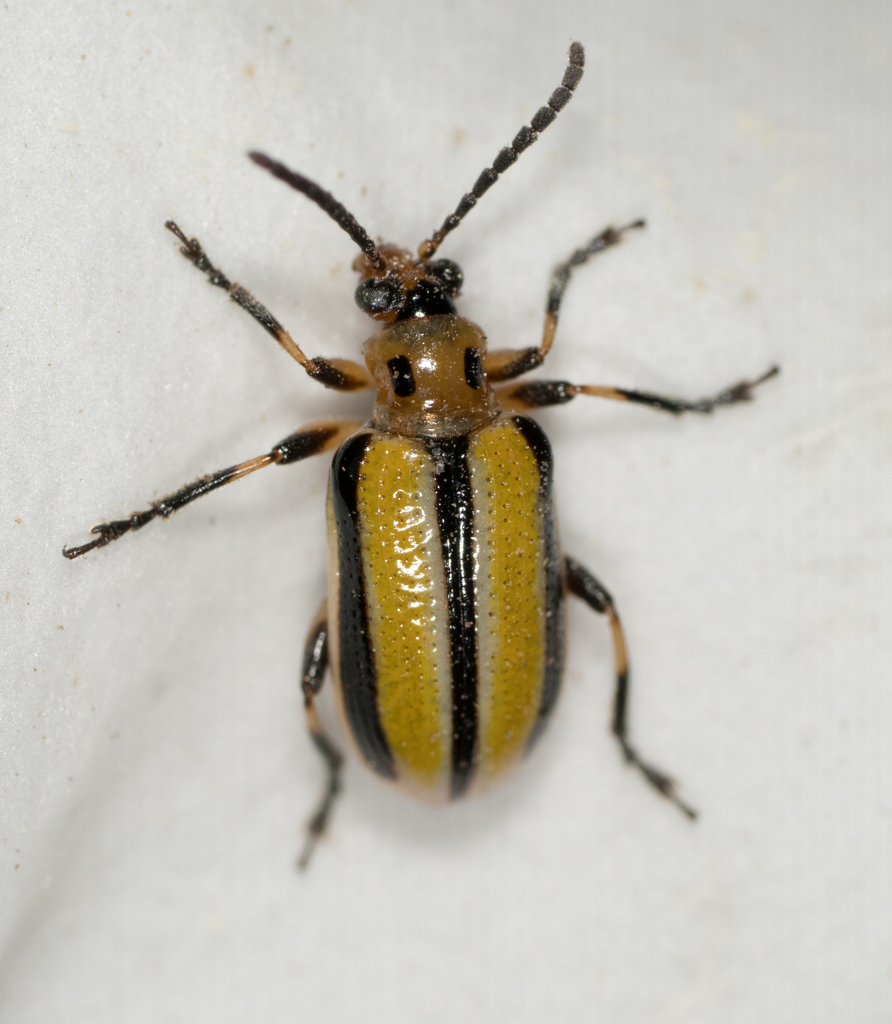 Narrow Three-lined Potato Beetle