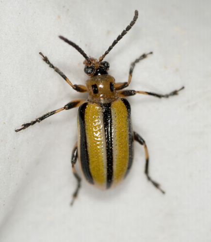 Narrow Three-lined Potato Beetle