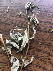 Thermopsis montana