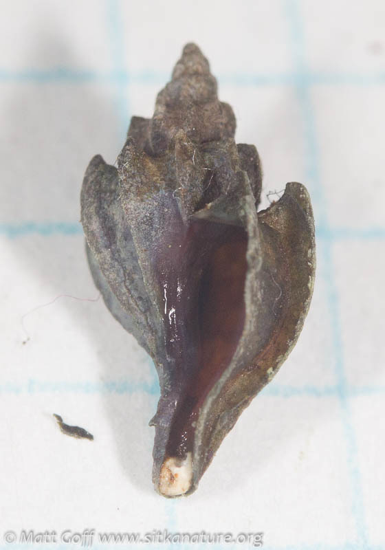 Boreotrophon