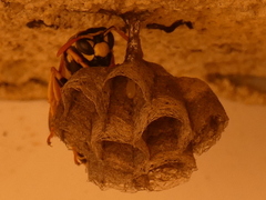 Polistes