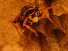 Polistes
