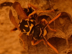 Polistes