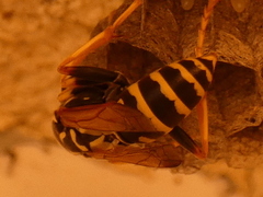 Polistes