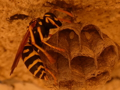 Polistes