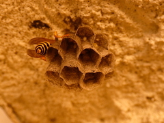 Polistes
