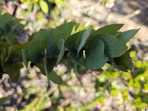 Image of Arctostaphylos pallida by no rights reserved