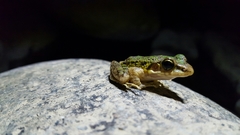 Odorrana tianmuii