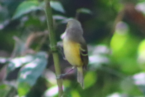 Vireo Ojos Blancos