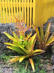 Aechmea blanchetiana