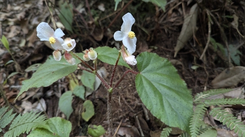Image of Begonia cathcartii by (c) Cheng-Te Hsu, some rights reserved (CC BY)