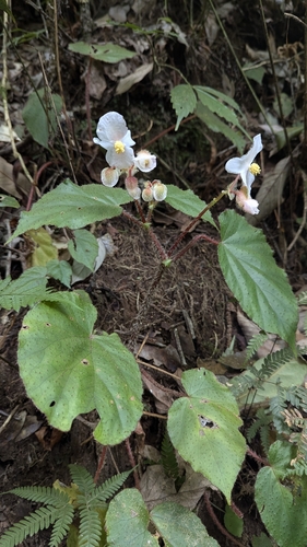 Begonia cathcartii, photograph 4