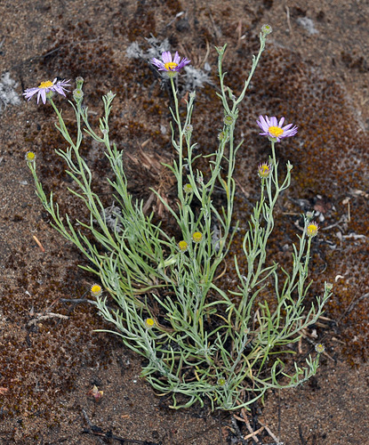 Erigeron filifolius