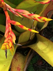 Aechmea blanchetiana