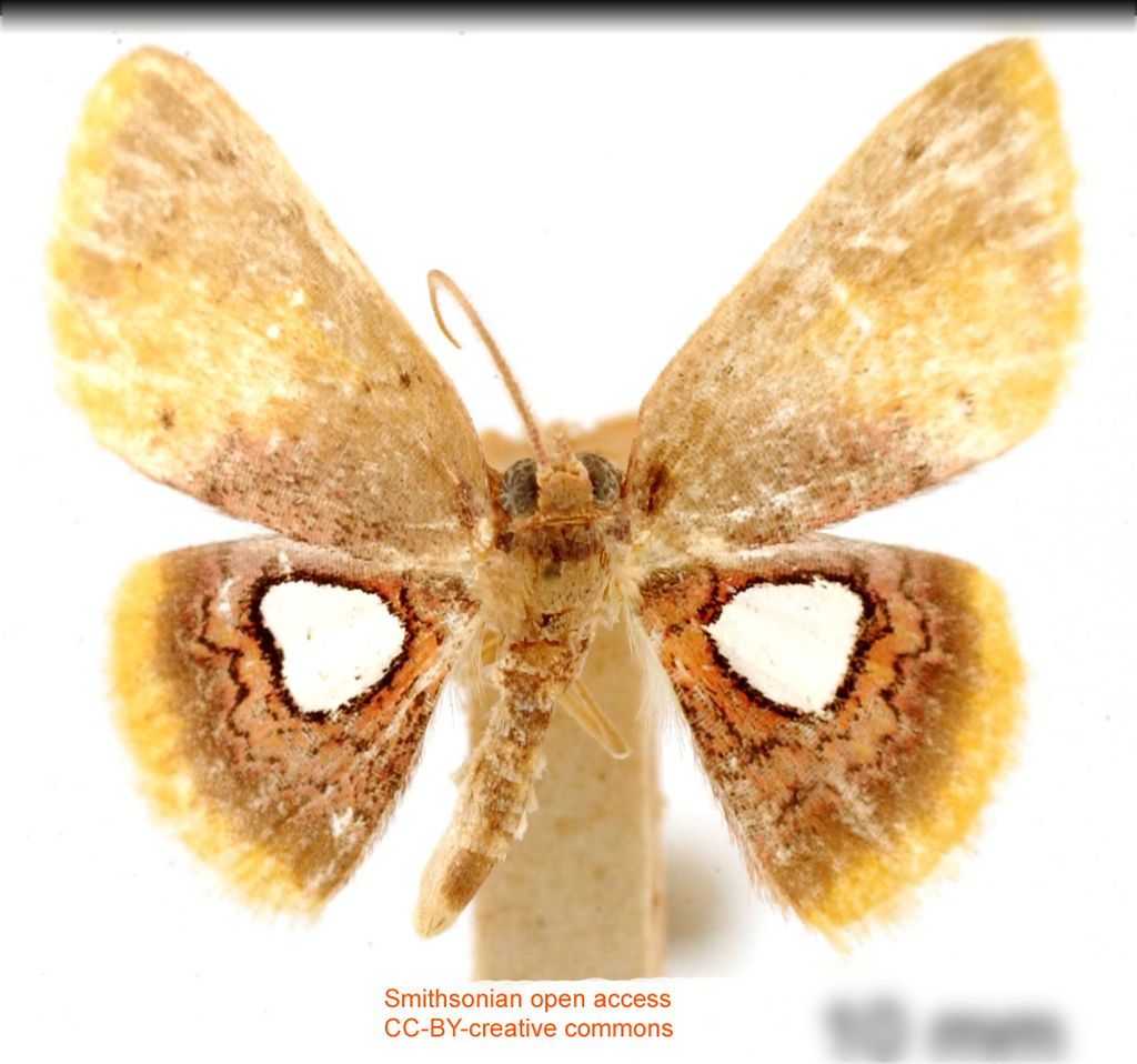 Tricentra euriopis