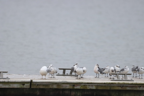 Laughing Gull photographed in Georgia