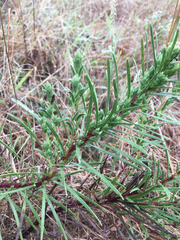 Liatris punctata mucronata