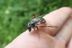 Cimbicidae