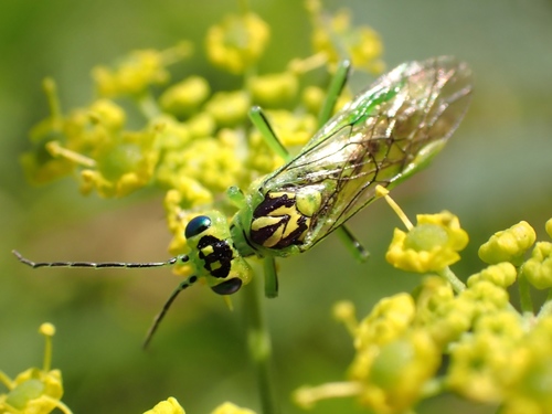 Narrow-striped Rhogogaster, photo 3 of 10