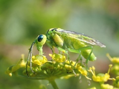 Rhogogaster chlorosoma